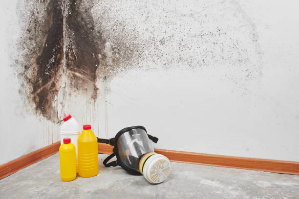 Best Residential Mold Remediation in Woody, WA