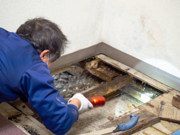 Best Health and Safety Mold Remediation in Woody, WA