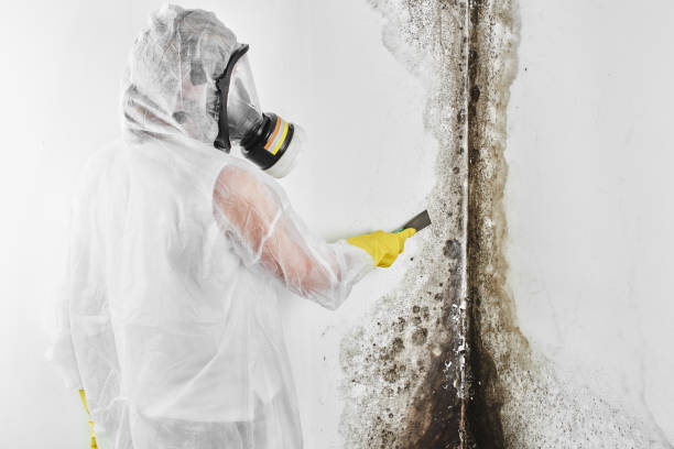 Best Mold Remediation for Schools in Woody, WA