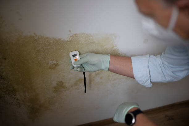 Best Emergency Mold Remediation in Woody, WA