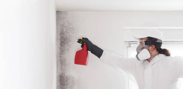 Best Commercial Mold Remediation in Woody, WA