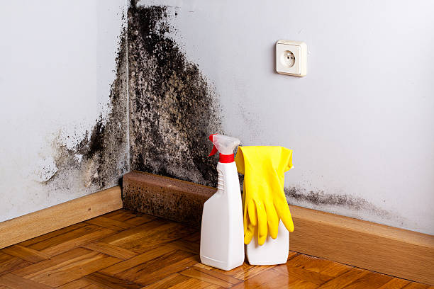 Best Commercial Mold Remediation in Woody, WA