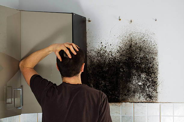 Professional Mold Remediation in Woodway, WA
