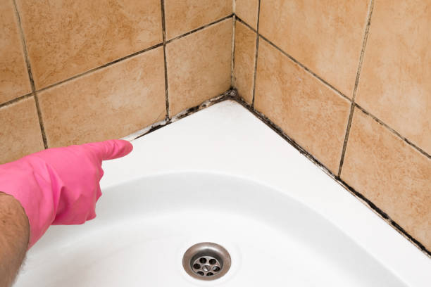 Best Kitchen Mold Remediation in Woody, WA
