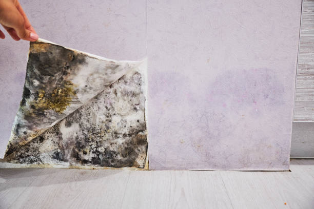 Best Industrial Mold Remediation in Woody, WA